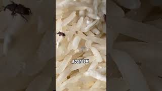 Natures little driller meet shorts weevil insects insect animal animals nature science fyp [upl. by Newra285]