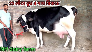 30 kg milk price 75000 top quality 3 cow for sale NH dairy farm priyankadinuvlogs4789 [upl. by Thibault608]