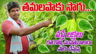 20 సంవత్సరాలుగా తమలపాకు సాగు Betel Leaves cultivation Raithannaki thoduga [upl. by Arek]