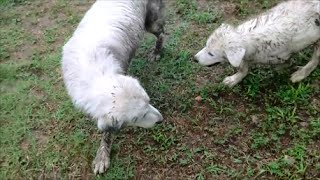 What Great Pyrenees do in the rain [upl. by Eimarej]