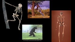 CARTA Bipedalism and Human OriginsComparative Anatomy from Australopithecus to Gorillas [upl. by Resa]