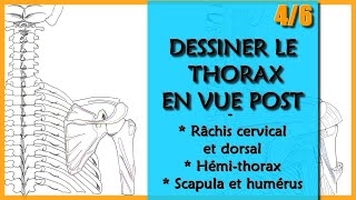 ANATOMIE  LE THORAX EN VUE POST  4 Râchis cervicothoracique hémithorax et scapula [upl. by Pinzler]