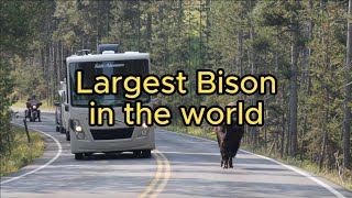 Largest Bison in the America  Bright Image [upl. by Deehan533]