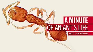 A minute of an ants life  by Motic Europe [upl. by Zennas]