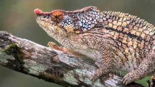 Elephant Eared Chameleon [upl. by Ellenaj267]