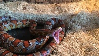 My corn snake yawning [upl. by Kaden972]