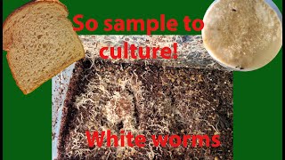 Live Culture How to culture using White Worms your old Walter worm culture [upl. by Kaiser]