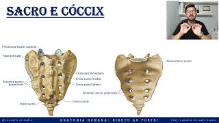 Sacro e cóccix  Esqueleto axial  Sistema esquelético  Anatomia direto ao ponto [upl. by Hinckley841]