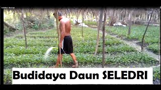 BUDIDAYA SELEDRI daun SOP DUMAMI Solok [upl. by Ellora]