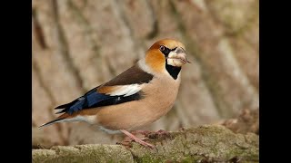 Hawfinch 1h Bird sound [upl. by Levan]