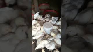 14 days old chicks taking their Gumboro vaccines chicksgrowthdaybyday [upl. by Tiebout]