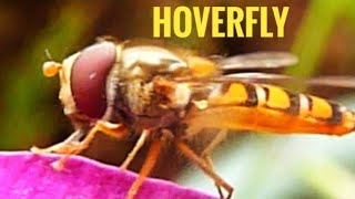 Hoverfly [upl. by Tavish179]