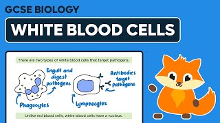 White Blood Cells  GCSE Biology [upl. by Annayhs]