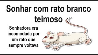 SONHAR COM RATO BRANCO TEIMOSO significado [upl. by Selmner392]