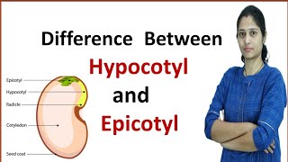 Difference between Hypocotyl and Epicotyl [upl. by Magnuson]