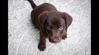 😀Lustige amp Süße Labrador Welpen😀 dog dogs funny puppies [upl. by Ysiad187]