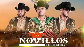 NOVILLOS DE LA SIERRA MIX PARA PISTEAR  Puros Corridos 🔥 12 Exitos Musica [upl. by Relly460]