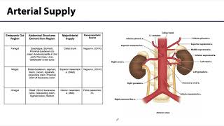 Abdominal Wall Peritoneum and Intestines LO 8  ForeMidHindgut [upl. by Urial348]