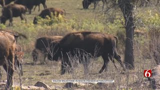 Tallgrass Prairie Bison Thrive 30 Years After Reintroduction [upl. by Andel184]