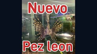 Nuevo pez leon escorpion pterois volitans [upl. by Swope480]