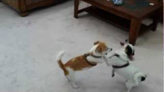 Jack Russell Terrier JRT vs Rat Terrier Play Fighting [upl. by Mercado334]