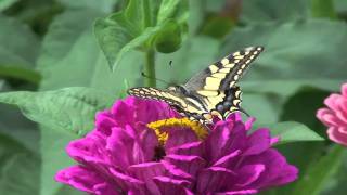 Le Machaon papillon et le Zinnia fleur [upl. by Naicul]