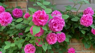 Zephirine Drouhin rose bush [upl. by Ralph]