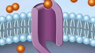 facilitated diffusion [upl. by Bracci]