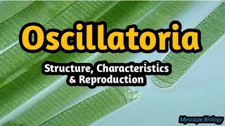 Oscillatoria  Structure amp Reproduction  BSMSBotany  Urdu amp Hindi [upl. by Seyah]