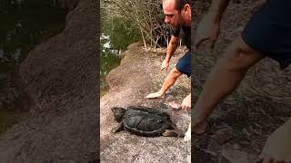 Ever see a Gator Snapper Somersault [upl. by Eimarej]