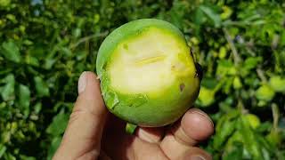 EVERYONE Should Be Growing White Sapote [upl. by Anasus]