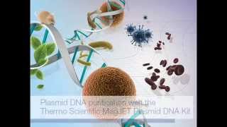 Plasmid DNA Purification [upl. by Odele]