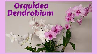 Orquídea Dendrobium [upl. by Engapmahc276]