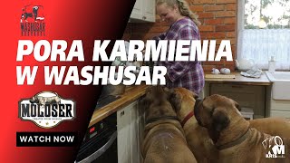 PORA KARMIENIA W WASHUSAR BY MOLOSER  KRIS MEDIA [upl. by Tessi]