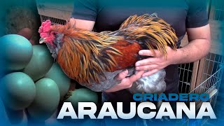 Visita al Criadero de ARAUCANA de Erickson Padilla  ARAUCANA Perú [upl. by Joiner]