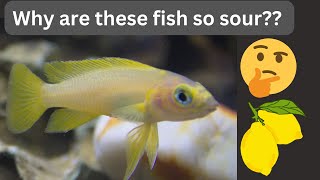 Lemon Cichlid 2 Minute Overview [upl. by Kletter861]