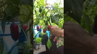 Pepper In Small Deeper Pot Grow Very Healthy On Balcony garden plants plantpots [upl. by Daphne]