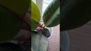 🪴 How to Prune amp Propagate Your Ficus Rubber Plant amp Soil Mix to Use 🪴 [upl. by Diandre299]