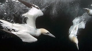 Gannet Bird [upl. by Arrotal]