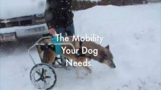 Ruff Rollin Wheelchairs for Dogs [upl. by Einnoc]