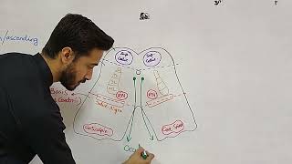 Drawing Cross Sections  Mid Brain Superior Colliculus [upl. by Townshend869]