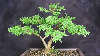 Bonsai Spirea Zeitraffer Timelapse [upl. by Idou]