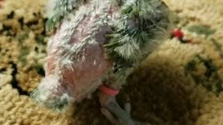 The treatment of splayed leg lovebirds chick [upl. by Estella218]