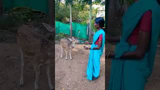 புள்ளி 👆 மானுக்கு சாப்பாடு கொடுத்த ராணி அத்தை 😚🦌🐅🧐 shortvideo villageboy2809 comedyvideo [upl. by Bopp]