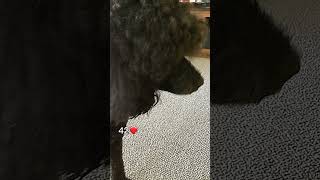 Frannie the standard poodle [upl. by Nataline]