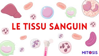 Le tissu sanguin plasma érythrocyte lymphocyte granulocytes [upl. by Idihsar]