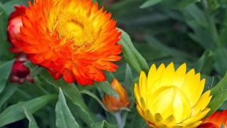 Amazing and Most Beautiful Straw Flowers  Golden Everlasting Flowers [upl. by Laural]