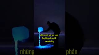 Hiện tượng Bioluminescent Bay kienthucthuvi cothebandabiet [upl. by Judsen]