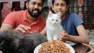 Best homemade cat food🐈persian cat foodAll about persian catcat food recipe malayalamAdams vlog [upl. by Ravert451]