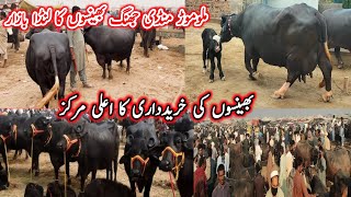 Malumor Mandi Jhang Buffalo Fresh Rates  Today’s Update  Buffalo Mandi 2024 [upl. by Careaga318]